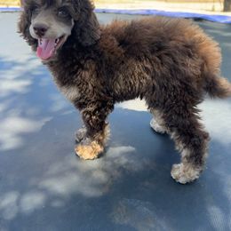 Tootsie - Poodle