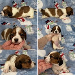 Noel - Piebald female Dachshund puppy in Gatesville, Texas from Emily’s Doxie Domain