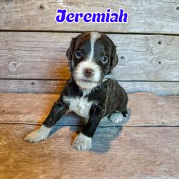 Jeremiah - male Golden Mountain Doodle puppy in Banner Elk, North Carolina from Walnut Tree Bernedoodles