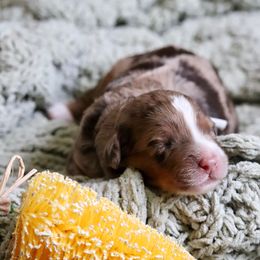 Rolo - Red merle Aussiedoodle puppy in Mouth Of Wilson, Virginia from HoneyBunn Doodle Co.