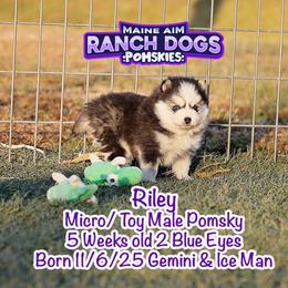 Riley - Black and white male Pomsky puppy in Humeston, Iowa from M.A.R. Dogs