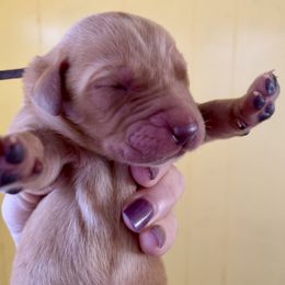 Paris - Yellow female Labrador Retriever puppy in Mineral, Virginia from Canine Assist