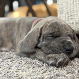 Miss Hot Pink - Brindle female Great Dane puppy in Monroe, Utah from Indigo Blu Danes