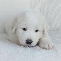Pink - White female Great Pyrenees puppy in Yakima, Washington from Naches Heights Ranch