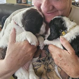 English Springer Spaniels from Obsidian Rose
