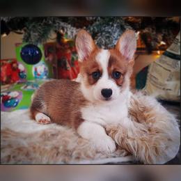 American Corgi and Pembroke Welsh Corgi Puppies from The Adirondack Corgi