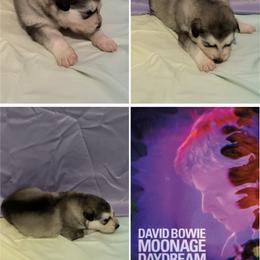 Moonage Daydream - Seal and white female Alaskan Malamute puppy in Easton, Maryland from Stars Howl-O Kennels by FurEver Friends Inc
