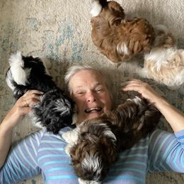 Havanese from Winsome Havanese