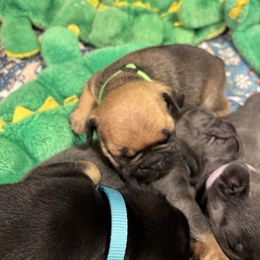 Chip - Fawn French Bulldog puppy in Neenah, Wisconsin from Mimosa Acres French Bulldogs LLC