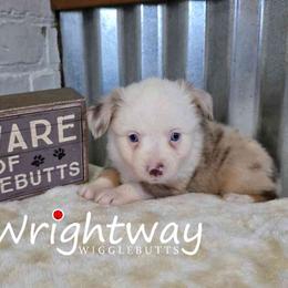 Harbor - Red merle female Miniature Australian Shepherd puppy in Dowagiac, Michigan from Wrightway Wigglebutts