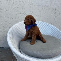 Mark - Red  male Goldendoodle puppy in Davie, Florida from Daviegoldendoodles
