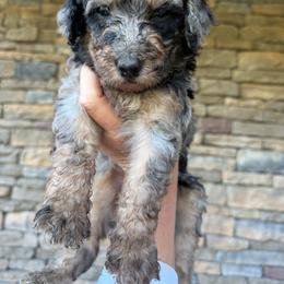 Lilah - Blue merle female Bernedoodle puppy in Olive Hill, Kentucky from Mountain Valley Bernedoodles