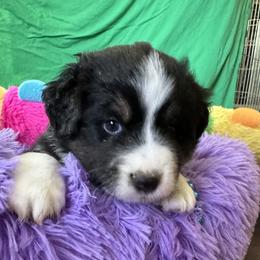 Aussiedoodle and Miniature American Shepherd Puppies from Lori Davis