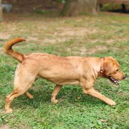 Honey - Yellow female Labrador Retriever puppy in Robesonia, Pennsylvania from Red Fox Mountain