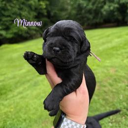 Minnow - Black female Labrador Retriever puppy in Lenoir, North Carolina from Wooten Retrievers