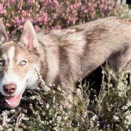 Native American Indian Dog Puppies from Corn Moon Kennels: a member of the Native American Indian Dog Preservation Project