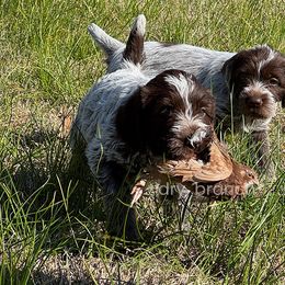Wirehaired Pointing Griffon Puppies from Dry Branch