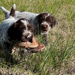 Wirehaired Pointing Griffon Puppies from Dry Branch