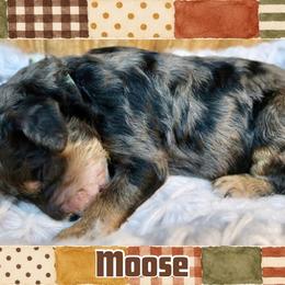 Moose - Merle male Bernedoodle puppy in Bowling Green, Ohio from Windy Creek Doodles