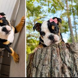 Champion lines miss Marble - Black tri-color female Bulldog puppy in Seattle, Washington from mama Myra bulldogs