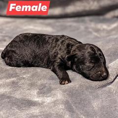 Aussiedoodle Puppies from Kce Ranch Aussiedoodles