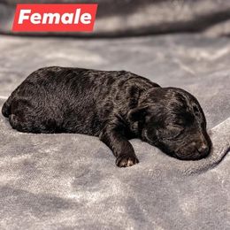 Aussiedoodle Puppies from Kce Ranch Aussiedoodles