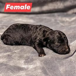 Aussiedoodle Puppies from Kce Ranch Aussiedoodles