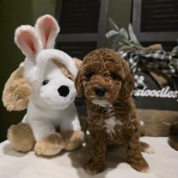 Bernedoodle, Goldendoodle, and Poodle Puppies from 4goldendoodles