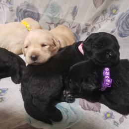 Labrador Retriever Puppies from Urban Oak Labradors LLC
