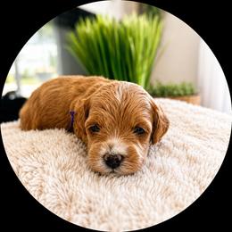 Hannah - Red female Cavapoo puppy in Ephrata, Washington from Mustard Seed Doodle Co.