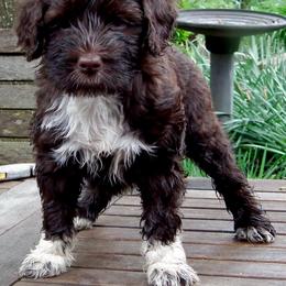 Portuguese Water Dog Puppies from Biddlebrook PWD