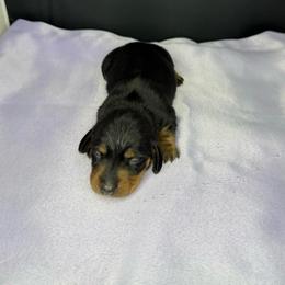 Budgie - Black and tan female Dachshund puppy in Palm Bay, Florida from Anastasia’s Royal Weenies