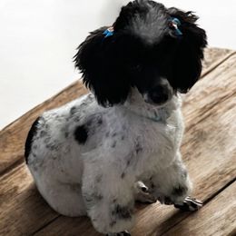 Oreo - Poodle