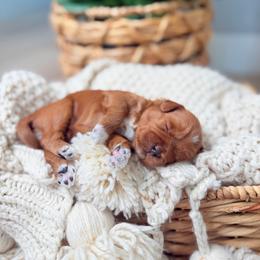 Ken - Red  male Goldendoodle puppy in Springville, Utah from JW Doodles