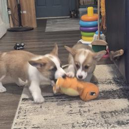 Pembroke Welsh Corgi Puppies from Chrismark