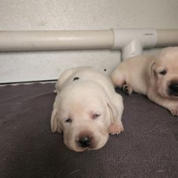 Labrador Retriever Puppies from Texas Finest English Labradors