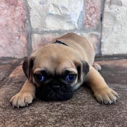 Red-Brown collar - Fawn male Pug puppy in Tucson, Arizona from Furever Friends