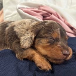Buttercup - Dapple male Dachshund puppy in Corona, California from M & M Doxies