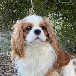 Bentley - Cavalier King Charles Spaniel