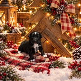 Nugget - Black tri male Miniature Australian Shepherd puppy in Romney, West Virginia from South Branch Mini Aussies