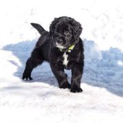 Border Collie, Golden Retriever, and Sporty Mix Puppies from Kreger's K9s