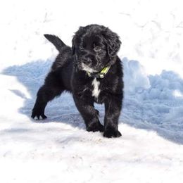 Border Collie, Golden Retriever, and Sporty Mix Puppies from Kreger's K9s