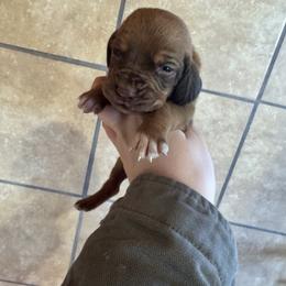 Yellow boy - Red male Bloodhound puppy in Conway, Missouri from Ozark Mountain Kennel