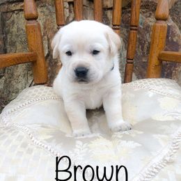 Snowball - Yellow male Labrador Retriever puppy in Pilot Hill, California from Houston Labradors