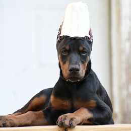 Pink - Black and rust female Doberman Pinscher puppy in Overton, Texas from Obsidian Kennel