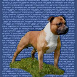 QUINN - Staffordshire Bull Terrier