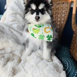 Bunz - Black and white male Pomsky puppy in Yavapai County, Arizona from Pawsh Pomskies