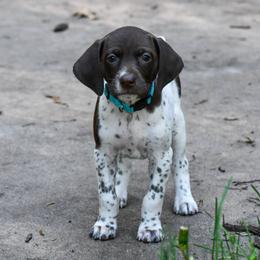 German Shorthaired Pointer Puppies from Valor Hill Kennels