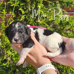 Girl 4 - female Newfypoo puppy in Hardin, Kentucky from Bluegrass Newfypoos
