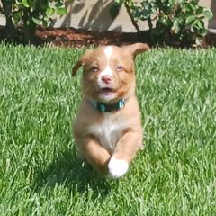 Nova Scotia Duck Tolling Retriever Puppies from Red Hill Tollers